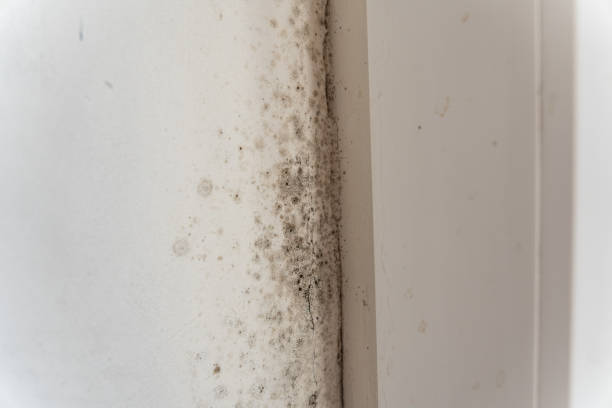 Trusted Ronkonkoma, NY Mold Removal Experts
